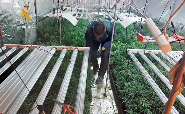 Detenido un sexagenario de Guriezo por cultivar más de 500 plantas de marihuana en su garaje