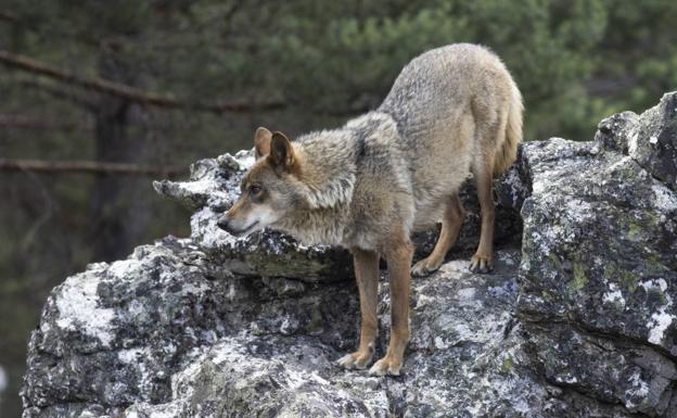 Bruselas rechaza rebajar la protección del lobo por su estado de conservación «desfavorable»