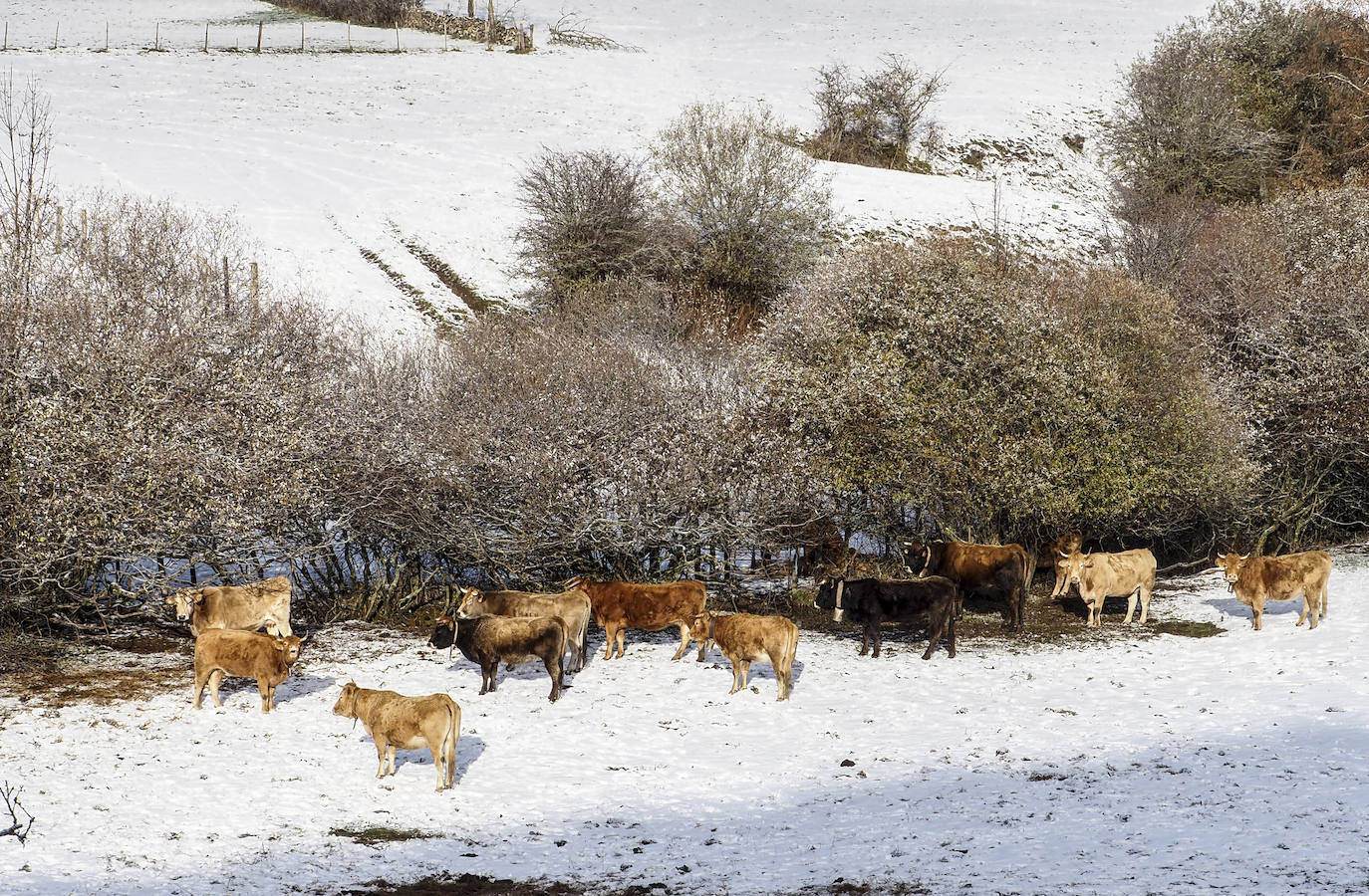 La nieve toma Brañavieja