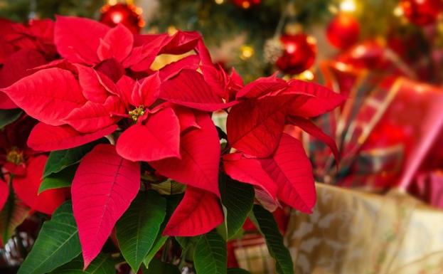 Todo lo que debes saber sobre la flor de Pascua, la planta de la Navidad