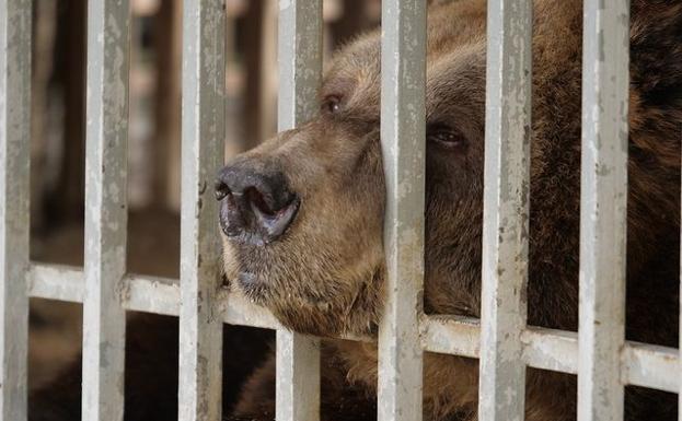 Liberan a Mark, el oso pardo que ha vivido 20 años en una jaula en un restaurante en Albania