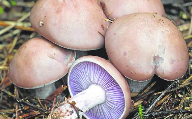 La piel azul, una de las setas más populares