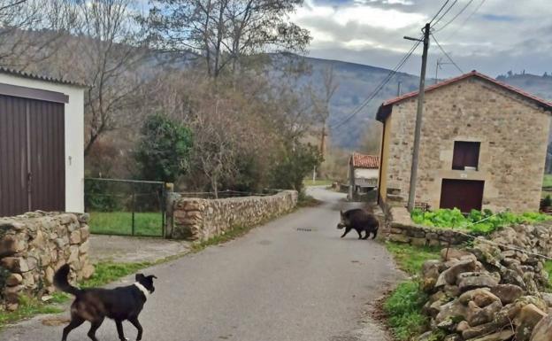 Alarma en Arenas de Iguña por un jabalí que se adentró en el pueblo y atacó a una mujer