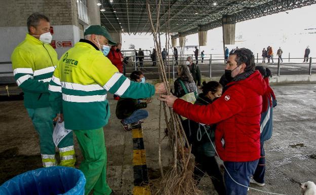 Torrelavega repartirá miles de árboles entre los vecinos en su campaña de repoblación forestal