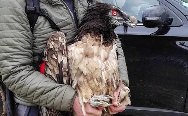 Trece ejemplares de quebrantahuesos liberados en la Cordillera Cantábrica desde 2020