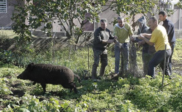 Los animales provocaron 438 accidentes de tráfico en Cantabria el año pasado