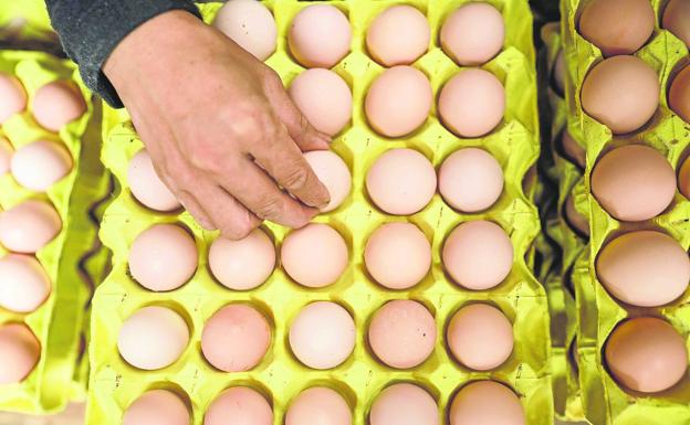 Aseguran que un consumo habitual de huevos mejora el estado de salud y aumenta la longevidad