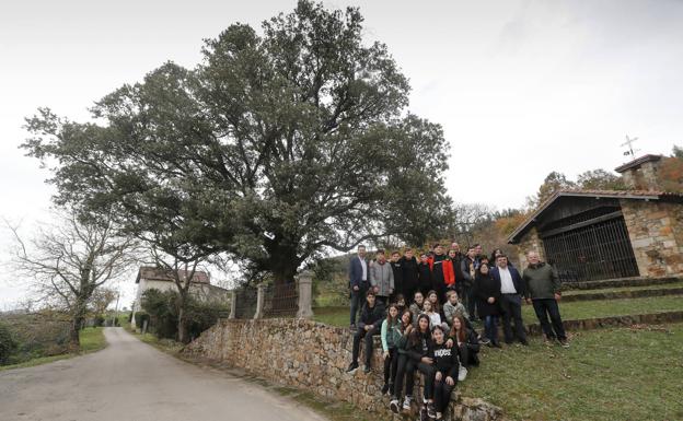 La Encina de San Roque de Colindres, proclamada Árbol de España 2023