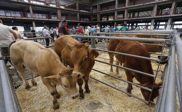 Desarrollo Rural destina más de 2,2 millones para paliar los efectos de la sequía en el sector