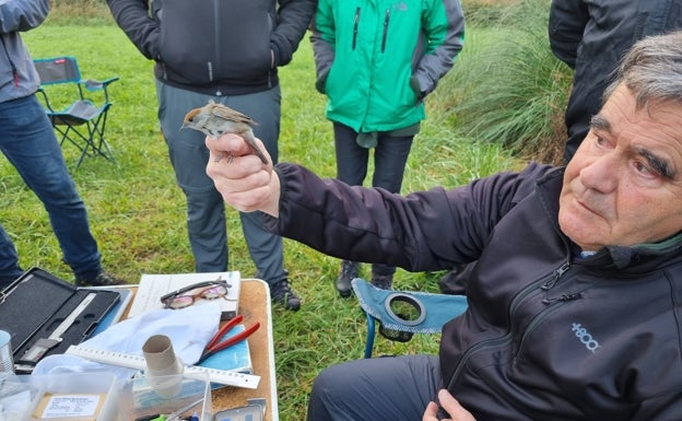 Anilladas doce aves en un taller sobre divulgación de ornitología en Limpias