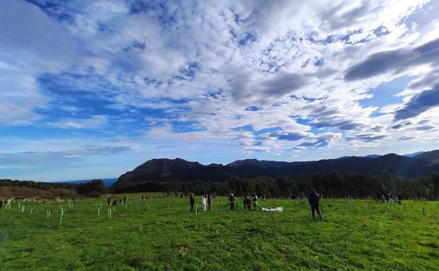 La Sierra de la Vida de Liendo suma 200 árboles y supera ya el millar