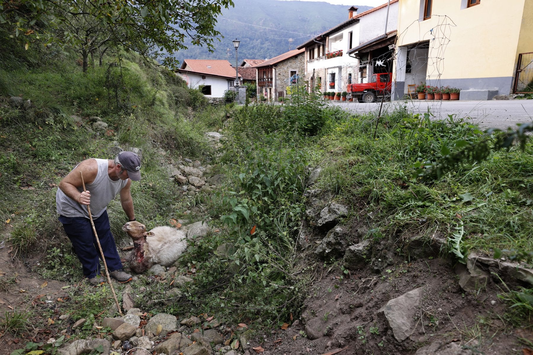 La Hermandad de Campoo de Suso, el municipio más castigado por los lobos