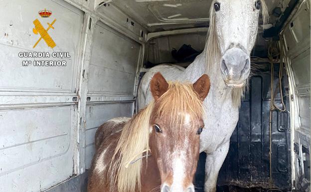 Detenidos por robar un caballo y un poni en Cantabria e intentar llevarse otra yegua