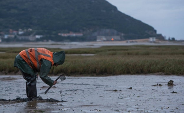 Los mariscadores podrán extraer 1.400 kilos de almejas en las bahías de Santander y Santoña en 2023