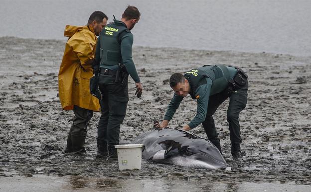 Aparece varada una cría de ballena en la ría de Argoños