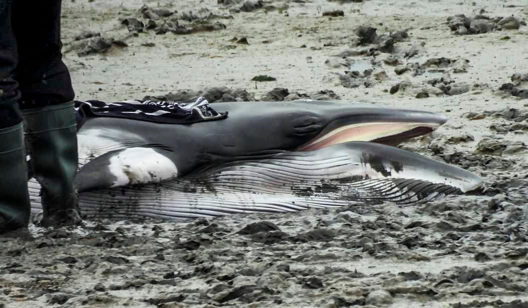 La ballena varada en la marismas de Argoños, en imágenes