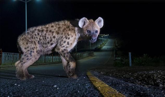 Las 25 imágenes que optan al premio del público en el concurso Wildlife Photographer of the Year