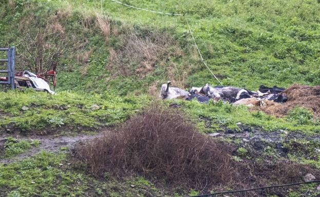 Vecinos de Ajo denuncian el abandono de doce vacas muertas desde hace semanas