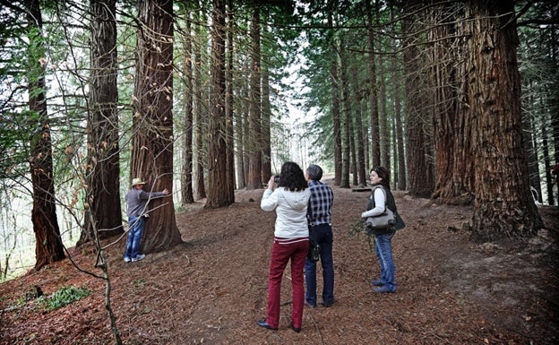 El bosque de las secuoyas de Cabezón se adhiere al Corredor Biológico Mundial