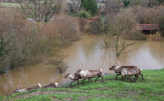 El zoo de Santillana abre hoy al público al público tras la riada