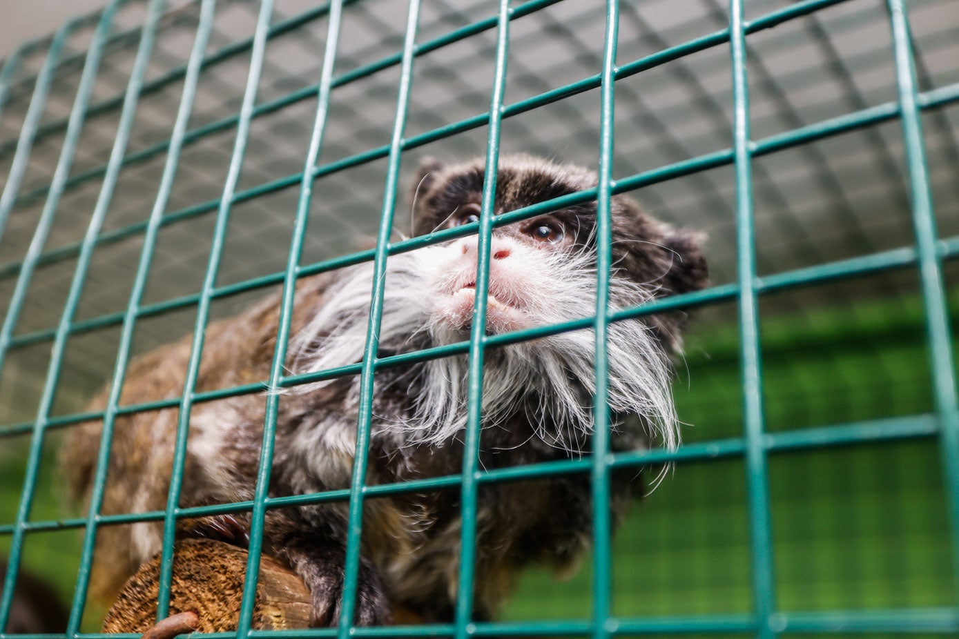 Los animales del Zoo de Santillana del Mar sufren las consecuencias de las inundaciones