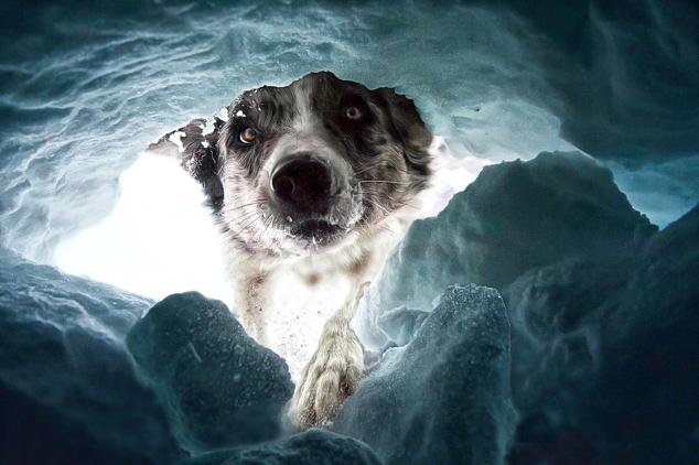 Las mascotas más fotogénicas