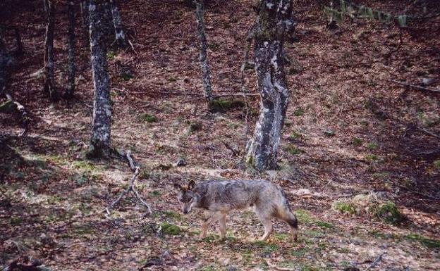 Asturias prorroga la orden para que sus guardas ahuyenten a los lobos en los Picos de Europa