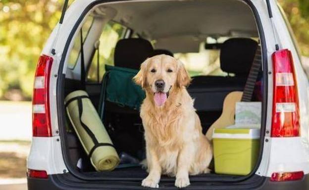 El último aviso de la DGT para quienes viajan en coche con sus mascotas