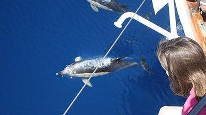 Navegar con ballenas