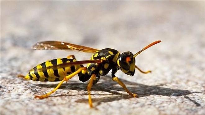 Cómo saber si eres alérgica al veneno de avispas y abejas