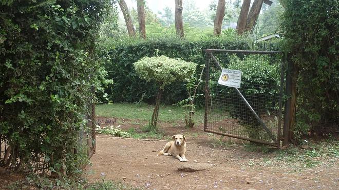 Los perros devorados de Nairobi