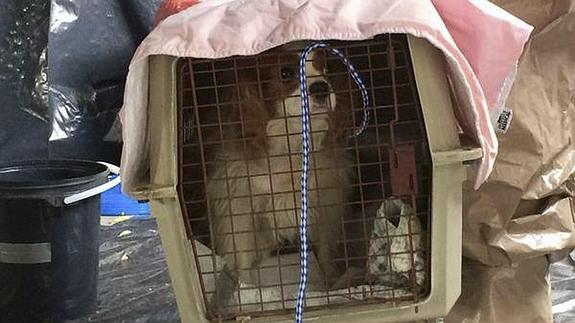 El perro de la enfermera infectada por ébola en EE UU, en cuarentena