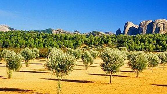 Un aceite con una sabor mediterráneo