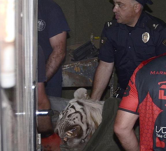 Uno de los tigres que se escapó del zoo de Georgia mata a un hombre