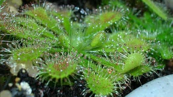 Descubren en Brasil una nueva especie de planta carnívora gracias a Facebook