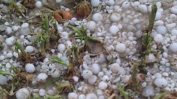 Una fuerte granizada mata a 200 flamencos en una reserva natural de Albacete