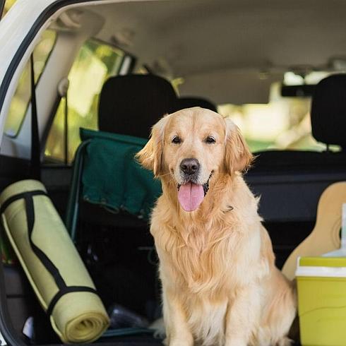 Lo que debes saber si vas a viajar con tu perro