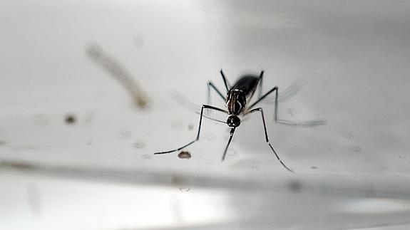 La OMS prevé cuatro millones de casos del virus Zika