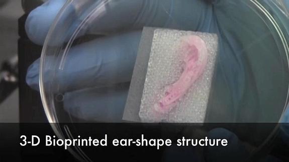 Músculos y huesos 3D aptos para seres humanos