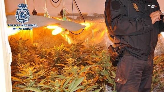 Cae una red dedicada al tráfico de marihuana a gran escala en Almería