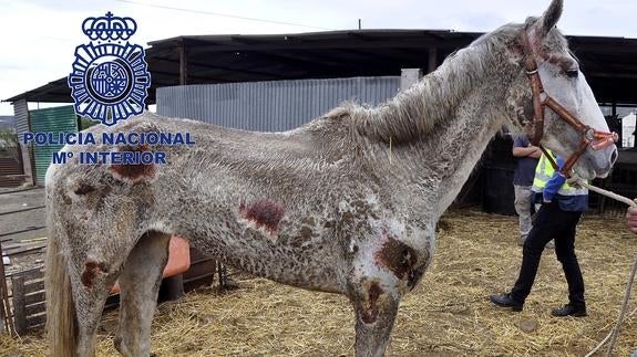 Hallan 22 caballos y 4 perros desnutridos en Málaga y detienen a dos personas