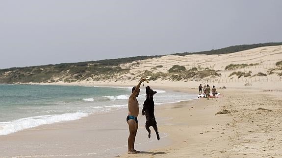 Referéndum para llevar el perro a la playa