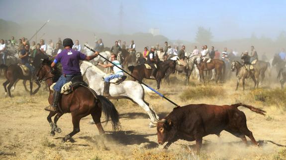 Tordesillas recurre al Constitucional para recuperar el Toro de la Vega