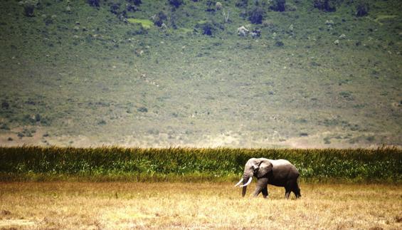 El planeta ha perdido un 10% de sus tierras salvajes en 20 años