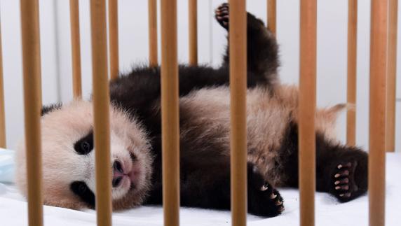 Nace una nueva hembra en el 'zoo de los pandas' de Japón