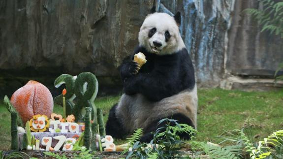 Muere Jia Jia, el oso panda más longevo del mundo