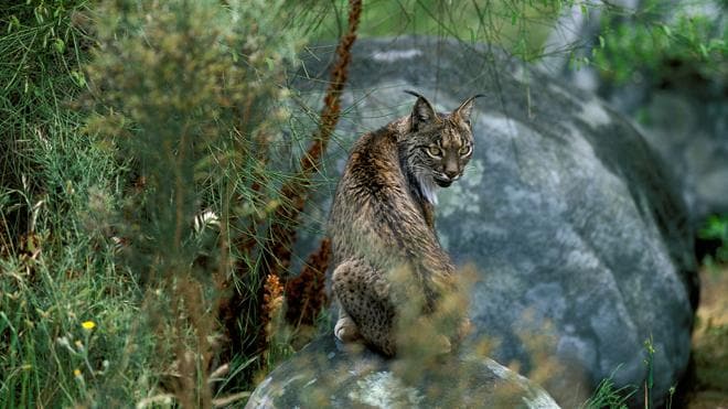 El lince ibérico, una de las especies con menor diversidad ...