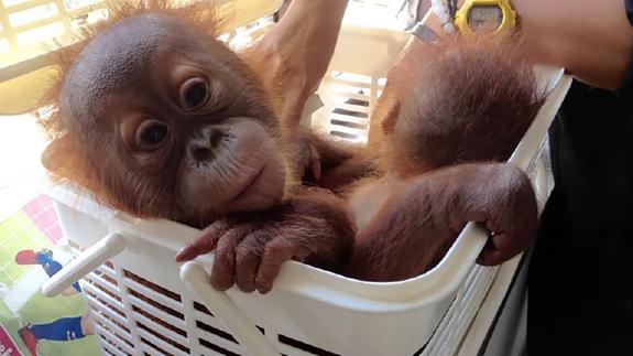 Dos crías de orangután se salvan de los traficantes gracias a WhatsApp