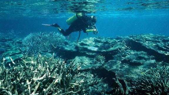 Más del 70% del mayor arrecife de coral de Japón murió en 2016