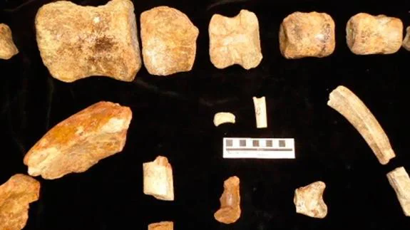 Descubren un nuevo yacimiento de huesos de dinosaurios en Burgos